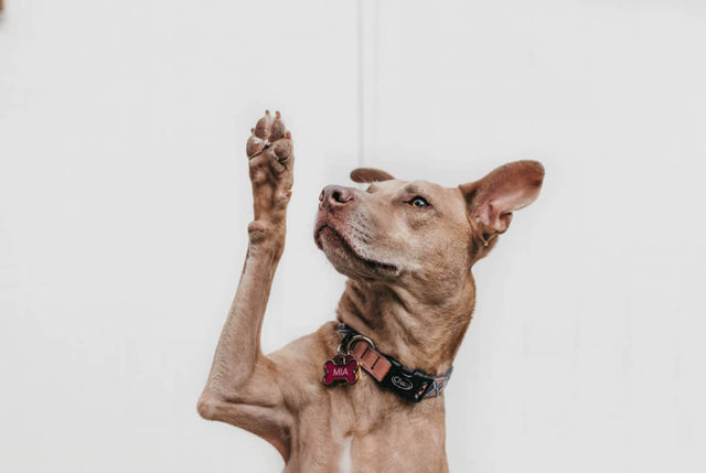 Finding a fur-ever home